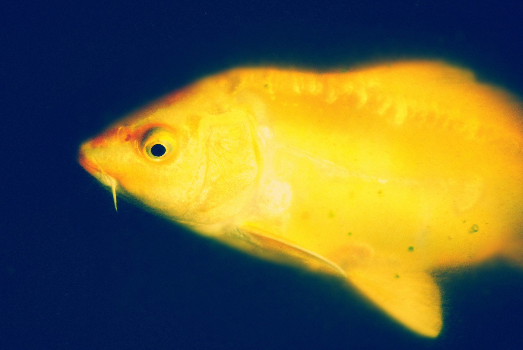 摄影photography《我的金色锦鲤鱼"my golden carp"